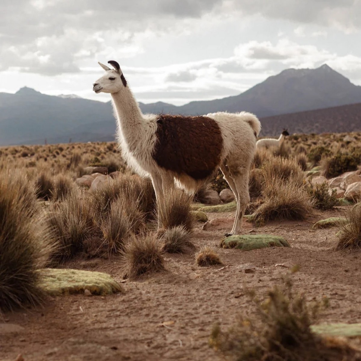 helenclassicmixfawnalbicant-33